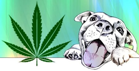 O uso da cannabis medicinal em cães - Caso Clínico
