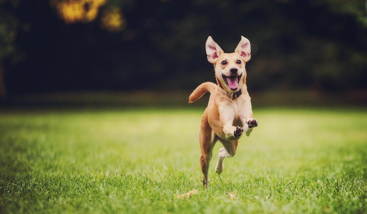 happy dog running by 500px - GROUNDING! O que significa?