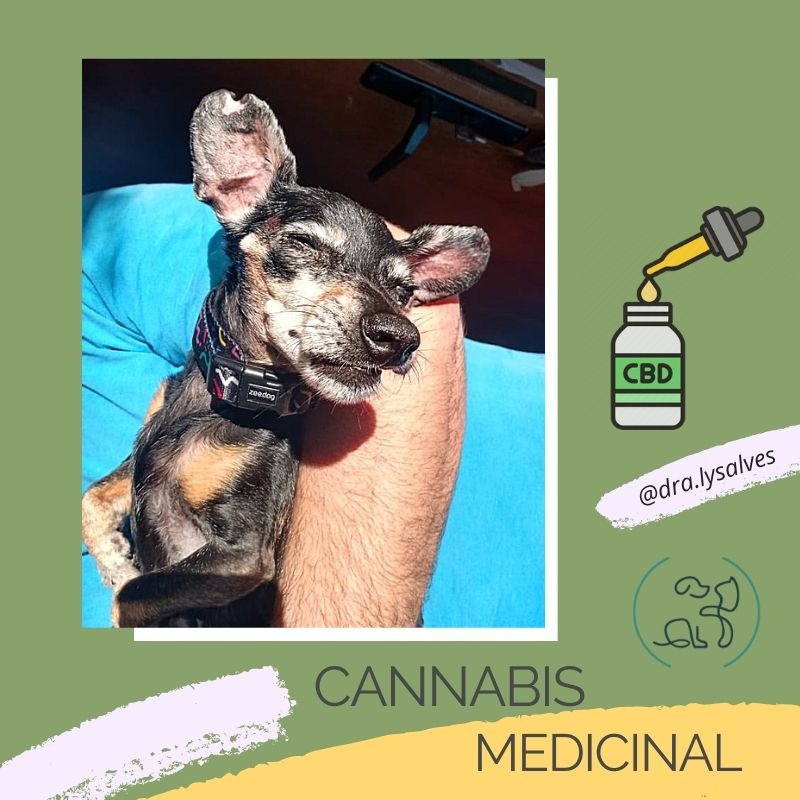 Mirna cannabis  - O uso de Cannabis medicinal em cão- Caso clínico
